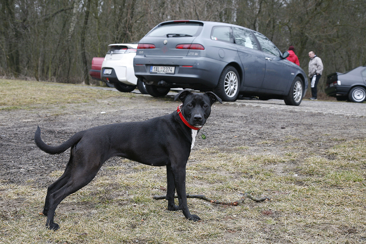 Obrázek