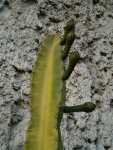 PICT0001 (Medium).JPG