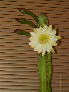 PICT0009-1.JPG