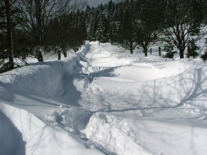 DSCF5000.jpg