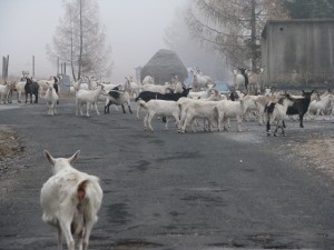 IMG_8887.JPG