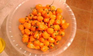 IMAG0040.jpg