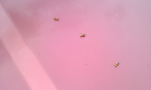 IMAG0470.jpg